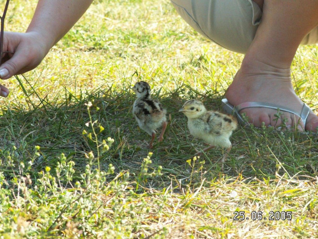 Malutkie Bażanty