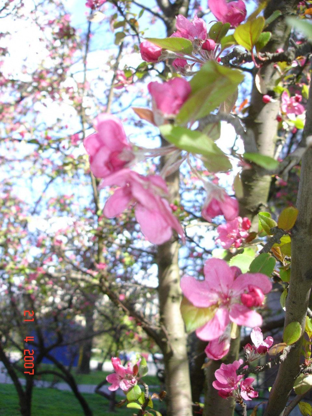 Nareszcie wiosnę widać u nas na całego. #woisna #zieleń #drzewko #RajskaJabłoń