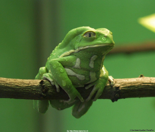 Litoria caerulea