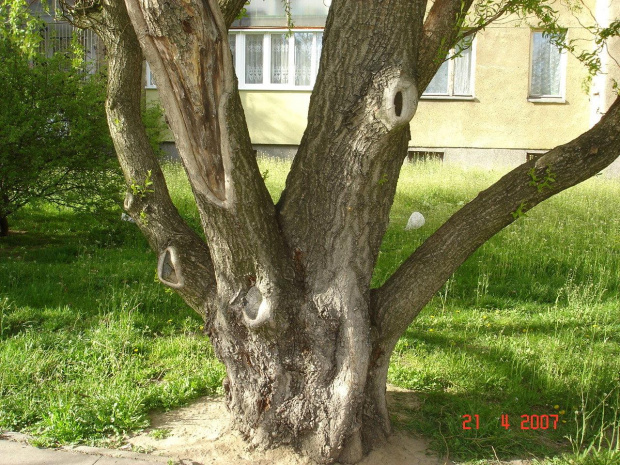 Popołudniowy spacer po osiedlu.