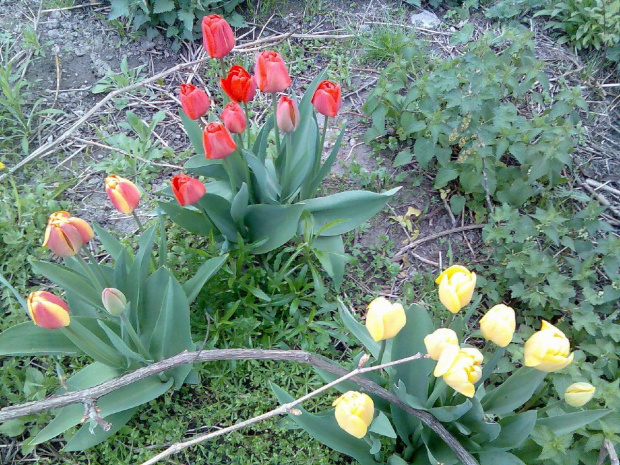 Tulipaniki kolorowe