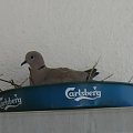 carlsberg wspera golebie