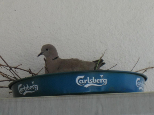 carlsberg wspera golebie