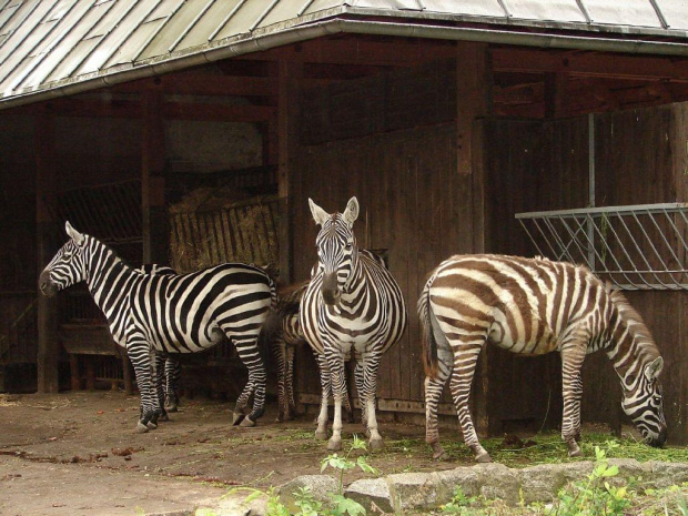 Moje ulubione miejsce na spacery ZOO