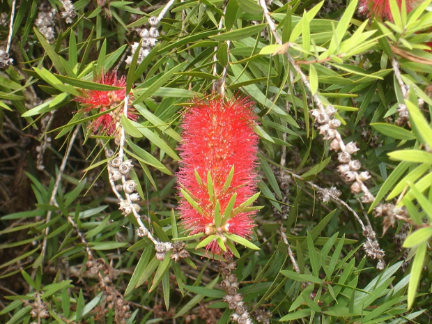 Bottlebrush