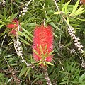 Bottlebrush