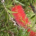 Bottlebrush