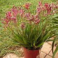 Kangaroo paws