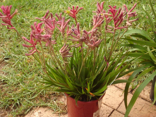 Kangaroo paws