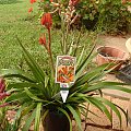 Kangaroo paws