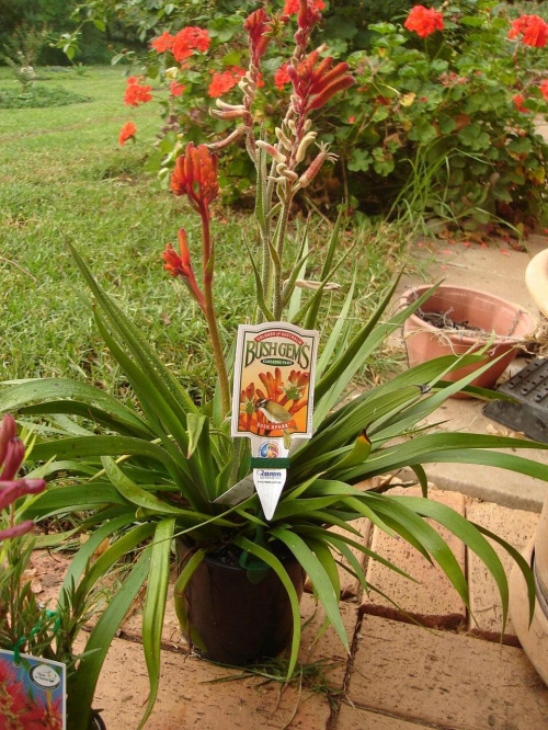 Kangaroo paws