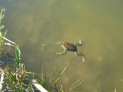 płynie sobie żabka