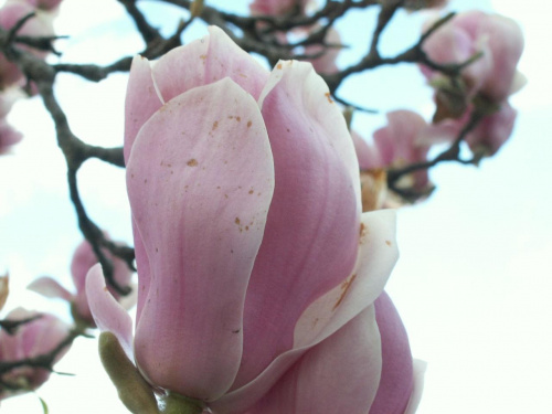 paczek pieknej magnolii,,,,