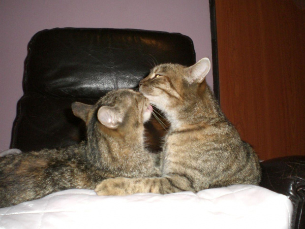Miki (z lewej) i Pusi się całują :*