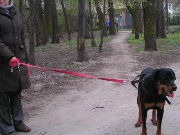 tak wyglądał mój ukochany psiul w Wielkanoc...