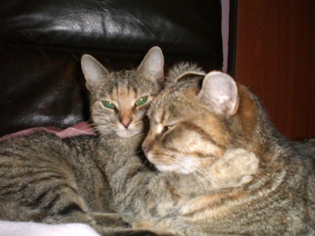 Miki (z lewej) i Pusi przytulające się do siebie.