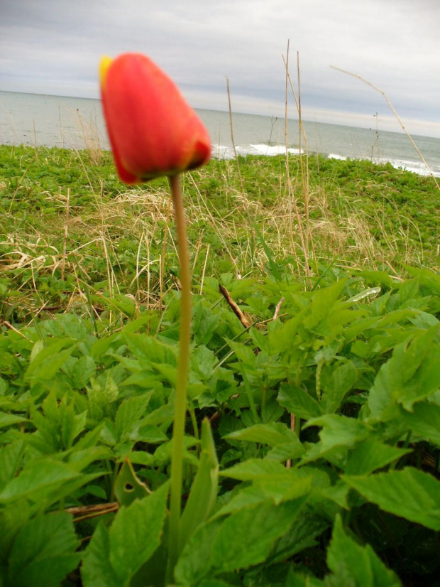 embiente , natura