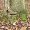 Koluszki, las, drzewa, w objęciu #Koluszki #las #drzewa #WObjęciu