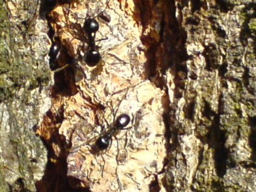 Stara brzoza i mrówki. #brzoza #drzewo #mrówki #las