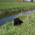 Hungarian puli