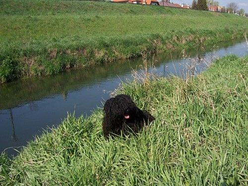 Hungarian puli