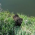 Hungarian puli
