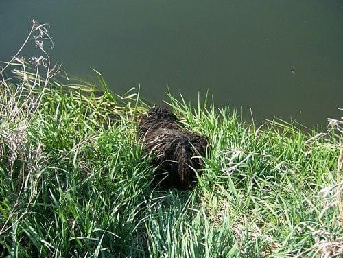 Hungarian puli