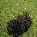 Hungarian puli