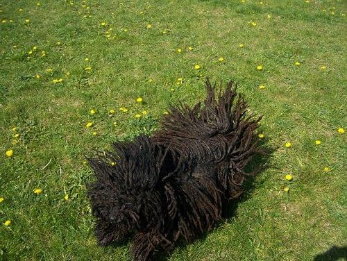 Hungarian puli