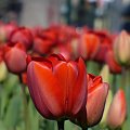 Tulipany