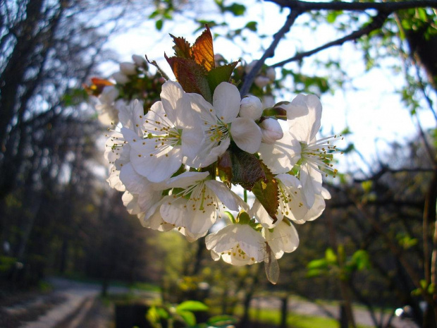 kwiaty dzikiej czereśni (Prunus avium L) wraz z żerującym na nich owadem #czereśnia #kwiat #przyroda