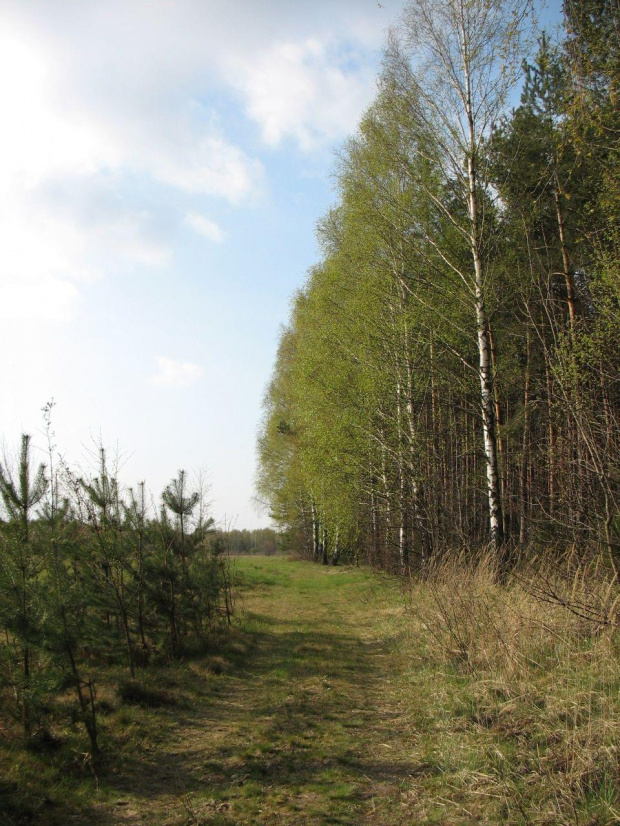 Koluszki, las #Koluszki #las #łąka #przyroda #DrogaLeśna