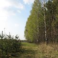 Koluszki, las #Koluszki #las #łąka #przyroda #DrogaLeśna