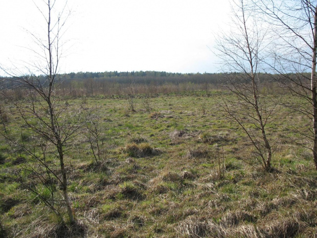 Koluszki, las #bagna #Koluszki #las #łąka #przyroda