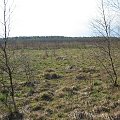 Koluszki, las #bagna #Koluszki #las #łąka #przyroda