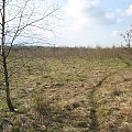 Koluszki, las #Koluszki #las #łąka #przyroda #bagna