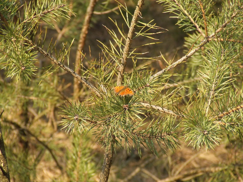 #motyl