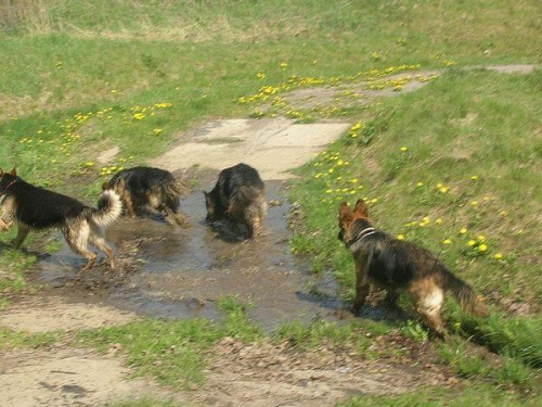 spotkanie w krakowie #psy