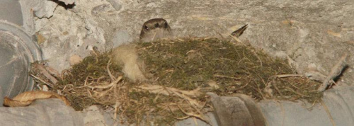 Samiczka kopciuszka siedząca w gnieździe na jajkach :)