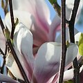 magnolia...