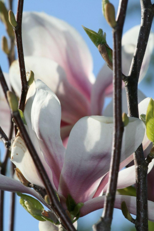 magnolia...