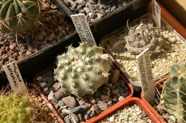 Echinocereus pulcheellus