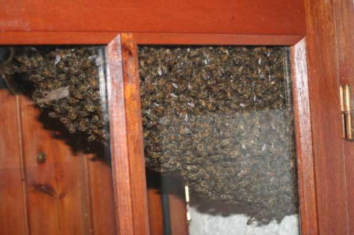 To co sie u mnie pojawilo pewnego pieknego dnia. Okolo 45tys pszczol urzadzilo sobie impreze w oknie sypialni :) #pszczoły #rój #insekty #owady