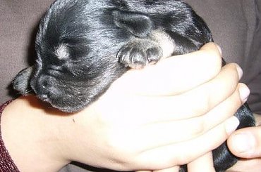 #SZCZENIACZKI