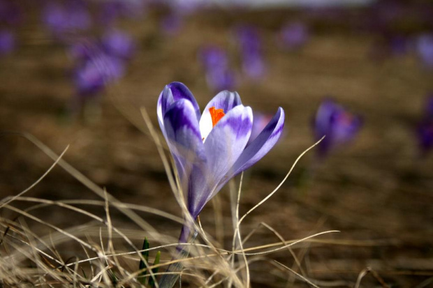 Krokus