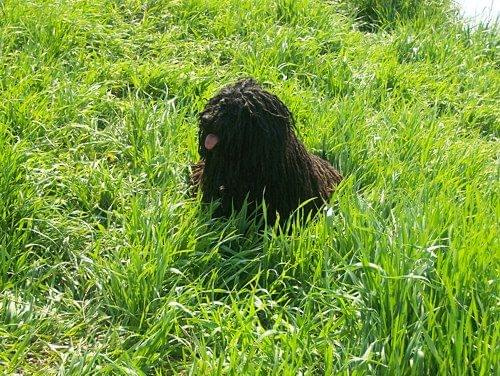 Hungarian puli