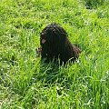 Hungarian puli