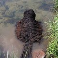 Hungarian puli