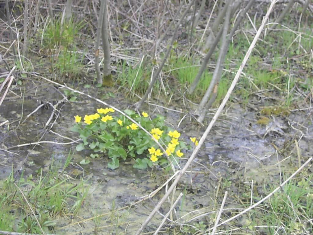 Park Krajobrazowy nad jeziorem Łuknajno 23 kwietnia