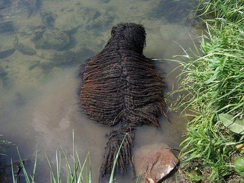 Hungarian puli